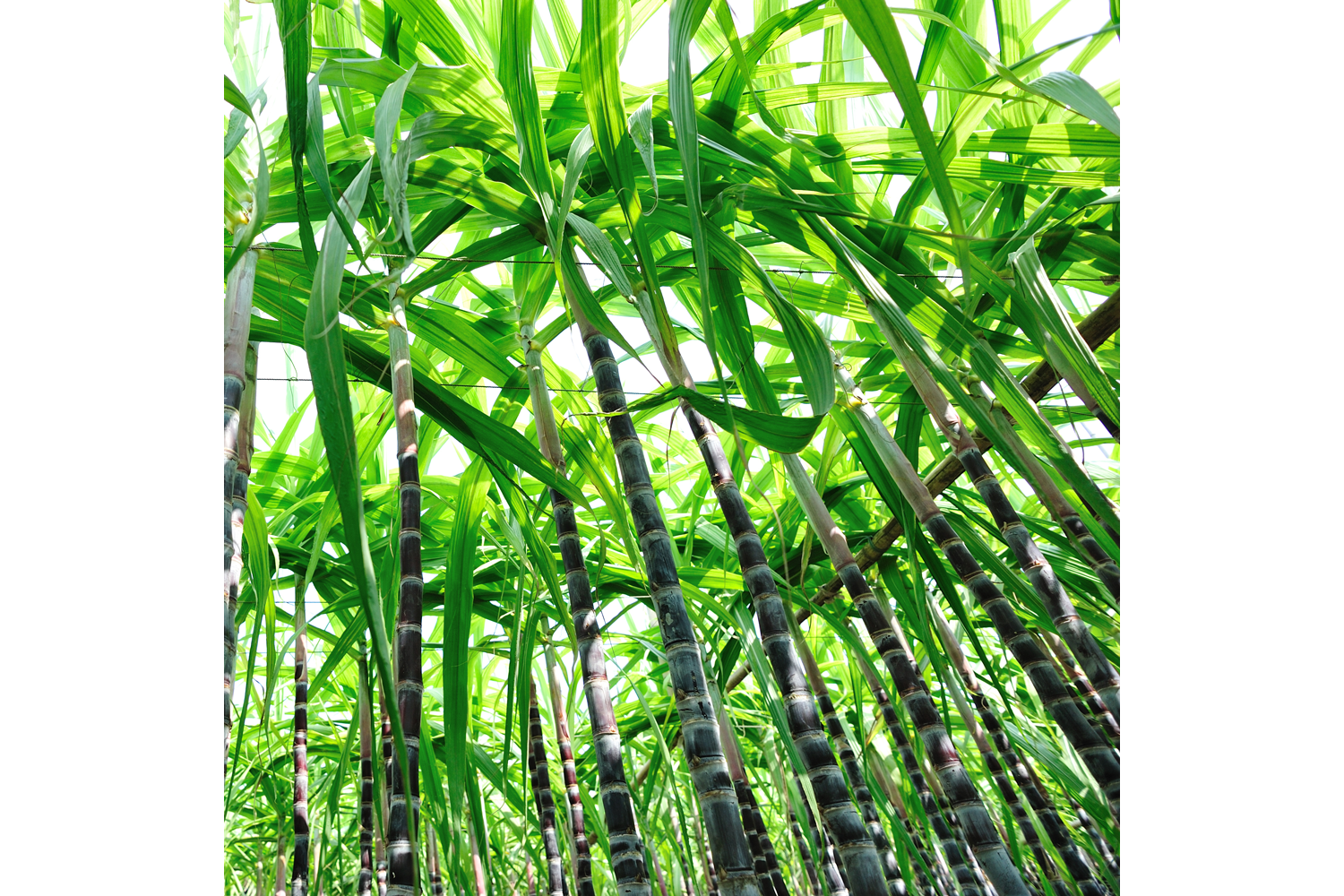 Б сахарный тростник. Растение Индии сахарный тростник. Сахарный тростник культивируемый. Сахарный тростник в Бразилии. Сахарный тростник стебель Соломина.