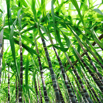 Фляжка для воды с защитным колпачком Elite Jet Green Plus Bottle (EL020110)