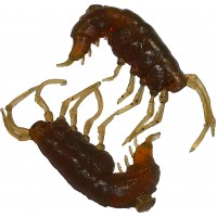 Комплект рыболовных силиконовых приманок креветка RuBaits Shrimp 1.5" (15 шт.)