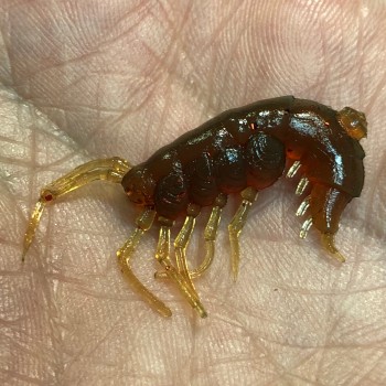 Комплект рыболовных силиконовых приманок креветка RuBaits Shrimp 1.5" (15 шт.)