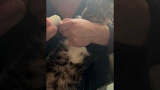 Электрические кусачки для стрижки и полировки ногтей Showlon Electric Nail Clipper