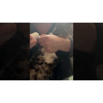 Электрические кусачки для стрижки и полировки ногтей Showlon Electric Nail Clipper (LQ-EDZJ01)